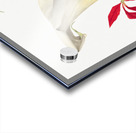 Calla Lily 1877 Acrylic print