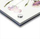 Lilac Mariposa Calochortus splendens 1926 Acrylic print