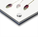 Purple Prairieclover Petalostemon purpureum 1927 Acrylic print