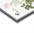 Blooming pink rosebush Acrylic print