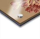 Album van Eeden : Haarlems flora : 1872-1881 Acrylic print