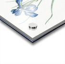 Lris xyphioides llustration  Acrylic print