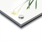 Narcissus Gouani illustration  Acrylic print