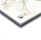 Florida swamp-lily illustration  Acrylic print