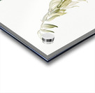 Adam & needle illustration  Acrylic print