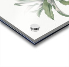 Kaempferia angustifolia illustration  Acrylic print