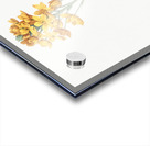 Sun star illustration  Acrylic print