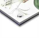 Spider lily illustration  Acrylic print