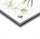 Belladonna lily illustration  Acrylic print