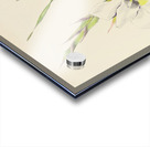 Gladiolus Rehmanni Acrylic print