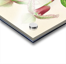 Cypripedium superbiens  Acrylic print