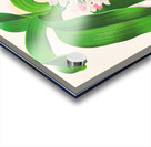 Saccolabium giganteum var illustre Acrylic print