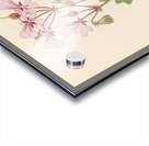 Pelargonium peltatum 1817 Acrylic print