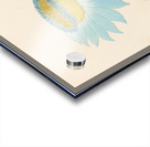 Nymphaea coerulea [Nymphaea nouchali] 1817 Acrylic print