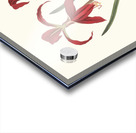 Amaryllis Formosissima. 1834 Acrylic print