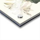 Amaryllis Aulica 1834 Acrylic print