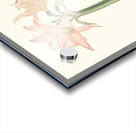 Amaryllis Pulverulenta 1834 Acrylic print