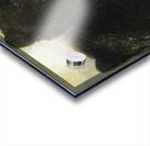 Weapons and Physiognomy of the Grizzly Bear 1846-1848 Acrylic print