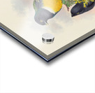 John Gould trogons 045 Acrylic print