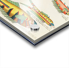 Colourful and surreal illustrations of fishes found in Moluccas Indonesia and the East Indies by Louis Renard 1678 -1746 from Histoire naturelle des plus rares curiositez de la mer des Indes 1754. Acrylic print