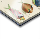 Colourful and surreal illustrations of fishes found in Moluccas Indonesia and the East Indies by Louis Renard 1678 -1746 from Histoire naturelle des plus rares curiositez de la mer des Indes 1754. Acrylic print