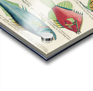 Colourful and surreal illustrations of fishes found in Moluccas Indonesia and the East Indies by Louis Renard 1678 -1746 from Histoire naturelle des plus rares curiositez de la mer des Indes 1754. Acrylic print