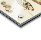 Colourful and surreal illustrations of fishes and sea horse found in Moluccas Indonesia and the East Indies by Louis Renard 1678 -1746 from Histoire naturelle des plus rares curiositez de la mer des Indes 1754. Acrylic print