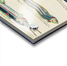 Illustrations of a siren and lobster found in the Moluccas Indonesia and the East Indies by Louis Renard 1678 -1746 from Histoire naturelle des plus rares curiositez de la mer des Indes 1754. Acrylic print