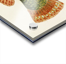 Antique fish Labrida South Pacific Fishes by Frank Edward Clarke 1849-1899.  Acrylic print