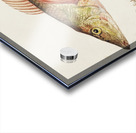 Antique fish South Pacific Fishes by Frank Edward Clarke 1849-1899.  Acrylic print