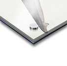 Antique fish South Pacific Fishes by Frank Edward Clarke 1849-1899.  Acrylic print