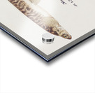 Antique fish galaxias olidus mountain trout South Pacific Fishes by Frank Edward Clarke 1849-1899.  Acrylic print