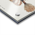 Antique fish possibly cristiceps australis weedfish South Pacific Fishes by Frank Edward Clarke 1849-1899.  Acrylic print