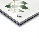 Apple Malus pumila from Pomona Italiana 1817 - 1839 by Giorgio Gallesio 1772-1839.  Acrylic print