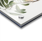 Plum Prunus ligustica from Pomona Italiana 1817 - 1839 by Giorgio Gallesio 1772-1839.  Acrylic print