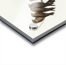 Little Wood Swallow Artamus minor Vieill illustrated by Elizabeth Gould 1804–1841 for John Gould’s 1804-1881 Birds of Australia  Acrylic print