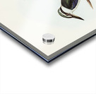 Red-backed Halcyon Halcyon pyrrhopygia illustrated by Elizabeth Gould 1804–1841 for John Gould’s 1804-1881 Birds of Australia  Acrylic print