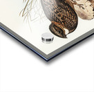 White-throated Goat-sucker Eurostopodus albogularis illustrated by Elizabeth Gould 1804–1841 for John Gould’s 1804-1881 Birds of Australia  Acrylic print