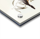 Black-fronted Flycatcher Monarcha trivirgata illustrated by Elizabeth Gould 1804–1841 for John Gould’s 1804-1881 Birds of Australia  Acrylic print