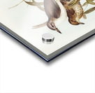 Selby’s Colluricincla Colluricincla Selbii illustrated by Elizabeth Gould 1804–1841 for John Gould’s 1804-1881 Birds of Australia  Acrylic print