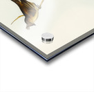 Crested Wedge-bill Sphenostoma cristata illustrated by Elizabeth Gould 1804–1841 for John Gould’s 1804-1881 Birds of Australia  Acrylic print