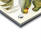 Black-tailed Parakeet Polytelis melanura illustrated by Elizabeth Gould 1804–1841 for John Gould’s 1804-1881 Birds of Australia  Acrylic print