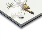 Long-billed Honey-eater Meliphaga longirostris illustrated by Elizabeth Gould 1804–1841 for John Gould’s 1804-1881 Birds of Australia  Acrylic print