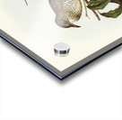 Moutain Thrush Oreocincla lunulata illustrated by Elizabeth Gould 1804–1841 for John Gould’s 1804-1881 Birds of Australia  Acrylic print