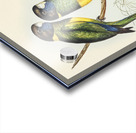 Bauers Parrakeet Platycercus Bauerii illustrated by Elizabeth Gould 1804–1841 for John Gould’s 1804-1881 Birds of Australia  Acrylic print