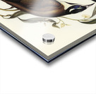 Blue-faced Entomyza Entomyza cyanotis illustrated by Elizabeth Gould 1804–1841 for John Gould’s 1804-1881 Birds of Australia  Acrylic print