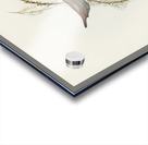 Painted Finch Emblema picta illustrated by Elizabeth Gould 1804–1841 for John Gould’s 1804-1881 Birds of Australia  Acrylic print