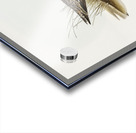 Curlew Sandpiper Schoeniclus subarquatus illustrated by Elizabeth Gould 1804–1841 for John Gould’s 1804-1881 Birds of Australia  Acrylic print