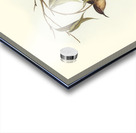 Obscure Honey-eater Myzomela obscura illustrated by Elizabeth Gould 1804–1841 for John Gould’s 1804-1881 Birds of Australia  Acrylic print