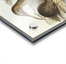 Little spotted kiwi or Little gray kiwi Apteryx Owenii illustrated by Elizabeth Gould 1804–1841 for John Gould’s 1804-1881 Birds of Australia  Acrylic print